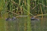 4067414-Least Grebe.jpg