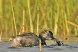 4067426-Least Grebe.jpg