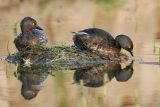 Least_Grebe_8000_800.jpg