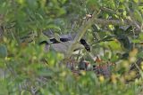 _MG_1007 Loggerhead Shrike.jpg