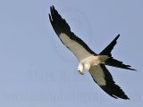 Swallow-tailed Kite: On the Wing