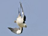 _MG_2963Swallow-tailed Kite.jpg