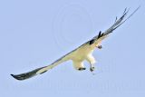 _MG_5922Swallow-tailed Kite.jpg