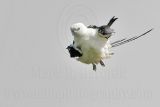 _MG_6220Swallow-tailed Kite.jpg