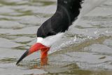 _MG_6458 Black Skimmer.jpg