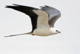 _MG_7049Swallow-tailed Kite.jpg