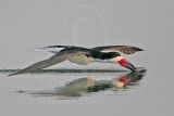 _MG_8087 Black Skimmer.jpg