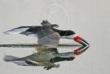 _MG_8121 Black Skimmer.jpg