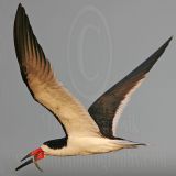 _MG_8155 Black Skimmer.jpg