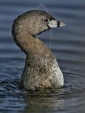 Special Project: Pied-billed Grebe