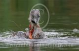 3663567-Pied-billed_Grebe.jpg