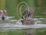 3663571-Pied-billed_Grebe.jpg