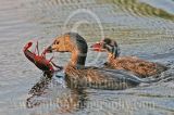 3688611-Pied-billed_Grebe.jpg