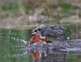 3754931-Pied-billed_Grebe.jpg