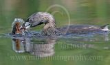 3787408-Pied-billed_Grebe.jpg