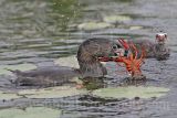 3891276-Pied-billed_Grebe.jpg