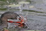 3891277-Pied-billed_Grebe.jpg
