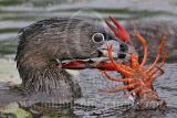 3891291-Pied-billed_Grebe.jpg