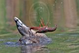 3975315-Pied-billed_Grebe.jpg