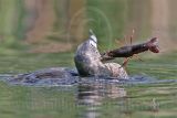 3975316-Pied-billed_Grebe.jpg