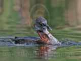 3975317-Pied-billed_Grebe.jpg