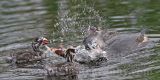 4067449-Pied-billed_Grebe.jpg