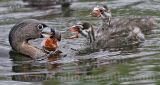 4067452-Pied-billed_Grebe.jpg