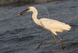 3736665-Reddish_Egret.jpg