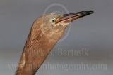 3791340-Reddish_Egret.jpg