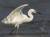 3820287-Reddish_Egret.jpg