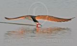 3755003-Black Skimmer.jpg