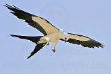 _MG_0748Swallow-tailed_Kite.jpg