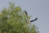 _MG_2598Swallow-tailed_Kite.jpg