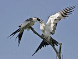 _MG_9177Swallow-tailed_Kite.jpg