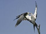 _MG_9178Swallow-tailed_Kite.jpg