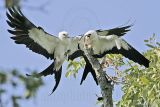 _MG_9560 Swallow-tailed_Kite.jpg