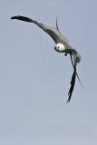 _MG_1008Swallow-tailed_Kite.jpg