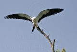 _MG_9118Swallow-tailed_Kite.jpg