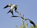 _MG_9234 Swallow-tailed_Kite.jpg