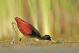 _MG_1050Northern-Jacana.jpg