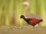 _MG_1362Northern-Jacana.jpg