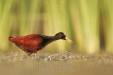 _MG_1466Northern-Jacana.jpg