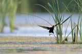 _MG_7081Northern-Jacana.jpg