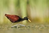 _MG_0175Northern_Jacana.jpg