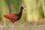 _MG_1194Northern_Jacana.jpg