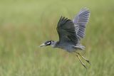 _MG_1086 Yellow-crowned Night-Heron.jpg