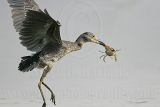 _MG_1333 Yellow-crowned Night-Heron.jpg