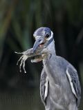_MG_5948 Yellow-crowned Night-Heron.jpg