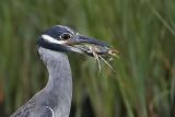 _MG_5973 Yellow-crowned Night-Heron.jpg