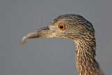 _MG_6638 Yellow-crowned Night-Heron.jpg